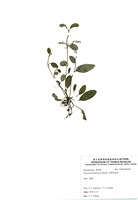 藏品(臺灣附地草)的圖片